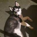Подробнее об объявлении «Михайловск Пропала собака» Фото: пропала собака Сибирская хаски «Михайловск Пропала собака» в г. Михайловск