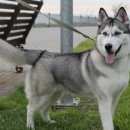 Подробнее об объявлении «Анапа Пропала собака кобель» Фото: пропала собака Сибирская хаски «Анапа Пропала собака кобель» в г. Анапа