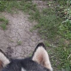 Подробнее об объявлении «Пропала собака кобель Кемерово» Фото: пропала собака Сибирская хаски «Пропала собака кобель Кемерово» в г. Кемерово