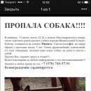 Подробнее об объявлении «Ялта Пропала собака кобель» Фото: пропала собака Французский бульдог «Ялта Пропала собака кобель» в г. Ялта