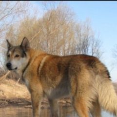 Подробнее об объявлении «Кривошеино Пропала собака кобель восточно-сибирская лайка» Фото: пропала собака  «Кривошеино Пропала собака кобель...» в г. Кривошеино