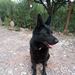 Подробнее об объявлении «Пропала собака с/т глобус, район пос. щепкина Аксай (Ростовская обл.)» Фото: пропала собака Немецкая овчарка «Пропала собака с/т глобус, район пос. щепкина...» в г. Аксай (Ростовская обл.)