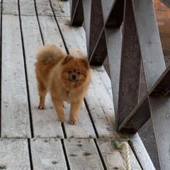 Подробнее об объявлении «Пропала собака кобель 50000 рублей вознаграждение Санкт-Петербург» Фото: пропала собака Немецкий шпиц «Пропала собака кобель 50000 рублей...» в г. Санкт-Петербург