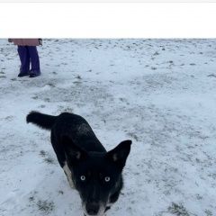 Подробнее об объявлении «Пропала собака кобель Аксай (Ростовская обл.)» Фото: пропала собака  «Пропала собака кобель Аксай (Ростовская обл.)» в г. Аксай (Ростовская обл.)