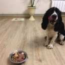 Подробнее об объявлении «Пропала собака кобель русский спаниель Нижний Новгород» Фото: пропала собака  «Пропала собака кобель русский спаниель Нижний...» в г. Нижний Новгород