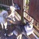 Подробнее об объявлении «Каменногорск Пропала собака» Фото: пропала собака Западно-сибирская лайка «Каменногорск Пропала собака» в г. Каменногорск