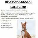 Подробнее об объявлении «Бронницы Пропала собака басенджи» Фото: пропала собака Басенджи «Бронницы Пропала собака басенджи» в г. Бронницы