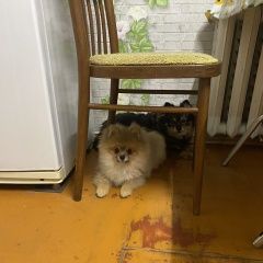 Подробнее об объявлении «Витебск Пропала собака помогите найти собаку» Фото: пропала собака Померанский шпиц «Витебск Пропала собака помогите найти собаку» в г. Витебск