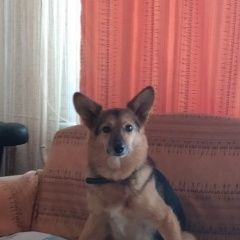 Подробнее об объявлении «Пропала собака Пермь» Фото: пропала собака  «Пропала собака Пермь» в г. Пермь