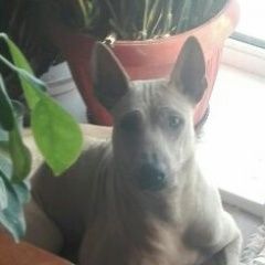 Подробнее об объявлении «Владивосток Пропала собака тайский риджбек» Фото: пропала собака Тайская «Владивосток Пропала собака тайский риджбек» в г. Владивосток