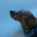 Подробнее об объявлении «Пропала собака кобель Йошкар-Ола» Фото: пропала собака Русский охотничий спаниель «Пропала собака кобель Йошкар-Ола» в г. Йошкар-Ола