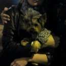 Подробнее об объявлении «Пропала собака кобель йорк макс Чебоксары» Фото: пропала собака Йоркширский терьер «Пропала собака кобель йорк макс Чебоксары» в г. Чебоксары