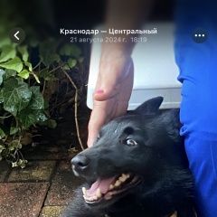 Подробнее об объявлении «Пропала собака кобель Краснодар» Фото: пропала собака  «Пропала собака кобель Краснодар» в г. Краснодар