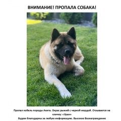 Подробнее об объявлении «Краснодар Пропала собака кобель акита.» Фото: пропала собака Акита-ину «Краснодар Пропала собака кобель акита.» в г. Краснодар