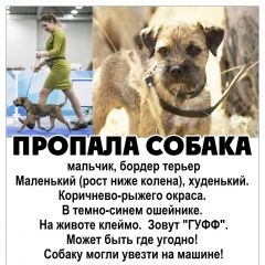 Подробнее об объявлении «Иловля Пропала собака кобель» Фото: пропала собака Бордер терьер «Иловля Пропала собака кобель» в г. Иловля