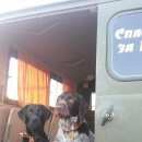 Подробнее об объявлении «Пропала собака Орехово-Зуево» Фото: пропала собака Дратхаар «Пропала собака Орехово-Зуево» в г. Орехово-Зуево