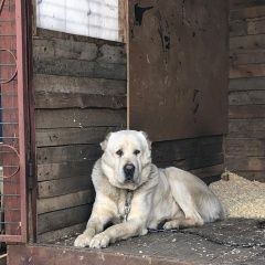 Подробнее об объявлении «Москва Пропала собака наш любимый алабай джек.» Фото: пропала собака Среднеазиатская овчарка «Москва Пропала собака наш любимый алабай джек.» в г. Москва