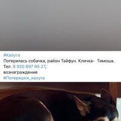 Подробнее об объявлении «Пропала собака кобель Калуга» Фото: пропала собака Той-терьер «Пропала собака кобель Калуга» в г. Калуга