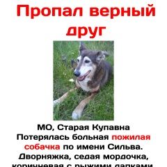 Подробнее об объявлении «Купавна Пропала собака» Фото: пропала собака  «Купавна Пропала собака» в г. Купавна