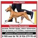 Подробнее об объявлении «Пропала собака #ищулилу #басенджи # собака Раменское» Фото: пропала собака Басенджи «Пропала собака #ищулилу #басенджи # собака...» в г. Раменское