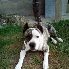 Подробнее об объявлении «Пропала собака кобель Егорьевск» Фото: пропала собака Американский стаффордширский терьер «Пропала собака кобель Егорьевск» в г. Егорьевск