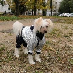 Подробнее об объявлении «Витебск Пропала собака» Фото: пропала собака Китайская хохлатая собака «Витебск Пропала собака» в г. Витебск