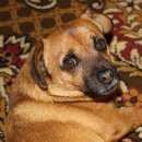 Подробнее об объявлении «Пропала собака кобель Красноперекопск» Фото: пропала собака  «Пропала собака кобель Красноперекопск» в г. Красноперекопск