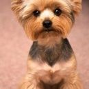 Подробнее об объявлении «Пропала собака кобель поиски продолжаются Санкт-Петербург» Фото: пропала собака Йоркширский терьер «Пропала собака кобель поиски продолжаются...» в г. Санкт-Петербург