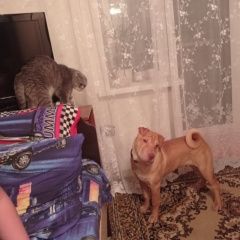 Подробнее об объявлении «Балахна Пропала собака кобель» Фото: пропала собака Шар-пей «Балахна Пропала собака кобель» в г. Балахна