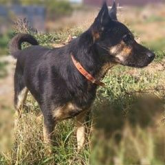 Подробнее об объявлении «Пропала собака кобель метис овчарки в левом ухе жёлтая бирка Симферополь» Фото: пропала собака  «Пропала собака кобель метис овчарки в левом ухе...» в г. Симферополь