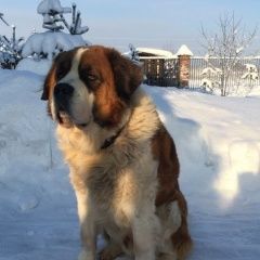 Подробнее об объявлении «Пропала собака кобель срочно Орехово-Зуево» Фото: пропала собака Московская сторожевая «Пропала собака кобель срочно Орехово-Зуево» в г. Орехово-Зуево