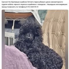 Подробнее об объявлении «Екатеринбург Пропала собака щенок пуделя.» Фото: пропала собака Пудель «Екатеринбург Пропала собака щенок пуделя.» в г. Екатеринбург
