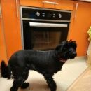 Подробнее об объявлении «Нижневартовск Пропала собака» Фото: пропала собака  «Нижневартовск Пропала собака» в г. Нижневартовск