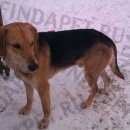 Подробнее об объявлении «Светлый Яр Пропала собака кобель русская гончая кобель» Фото: пропала собака  «Светлый Яр Пропала собака кобель русская гончая...» в г. Светлый Яр
