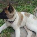 Подробнее об объявлении «Королев Пропала собака кобель» Фото: пропала собака Акита-ину «Королев Пропала собака кобель» в г. Королев
