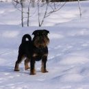Подробнее об объявлении «Пропала собака кобель Санкт-Петербург» Фото: пропала собака Брюссельский гриффон «Пропала собака кобель Санкт-Петербург» в г. Санкт-Петербург