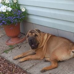 Подробнее об объявлении «Пропала собака кобель шарпей Могилев» Фото: пропала собака Шар-пей «Пропала собака кобель шарпей Могилев» в г. Могилев