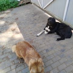 Подробнее об объявлении «Пропала собака и две собаки Москва» Фото: пропала собака  «Пропала собака и две собаки Москва» в г. Москва