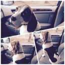 Подробнее об объявлении «Подольск Пропала собака кобель бигль» Фото: пропала собака Бигль «Подольск Пропала собака кобель бигль» в г. Подольск