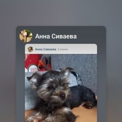 Подробнее об объявлении «Калининград (Кенигсберг) Пропала собака кобель помогите найти нашего мальчика боня» Фото: пропала собака  «Калининград (Кенигсберг) Пропала собака кобель...» в г. Калининград (Кенигсберг)