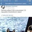 Подробнее об объявлении «Пропала собака срочно. хаска Адлер» Фото: пропала собака Сибирская хаски «Пропала собака срочно. хаска Адлер» в г. Адлер