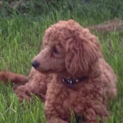 Подробнее об объявлении «Пропала собака кобель рыжий карликовый пудель Нижневартовск» Фото: пропала собака Пудель «Пропала собака кобель рыжий карликовый пудель...» в г. Нижневартовск