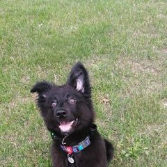 Подробнее об объявлении «Анапа Пропала собака дуся» Фото: пропала собака  «Анапа Пропала собака дуся» в г. Анапа