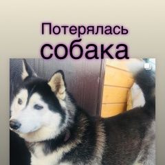 Подробнее об объявлении «Черноголовка Пропала собака» Фото: пропала собака Сибирская хаски «Черноголовка Пропала собака» в г. Черноголовка