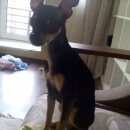 Подробнее об объявлении «Пропала собака Санкт-Петербург» Фото: пропала собака Русский той-терьер «Пропала собака Санкт-Петербург» в г. Санкт-Петербург