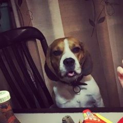 Подробнее об объявлении «Киржач Пропала собака кобель помогите» Фото: пропала собака Бигль «Киржач Пропала собака кобель помогите» в г. Киржач