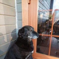 Подробнее об объявлении «Можайск Пропала собака кобель» Фото: пропала собака Лабрадор ретривер «Можайск Пропала собака кобель» в г. Можайск