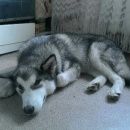 Подробнее об объявлении «Пропала собака аляскинский маламут Кемерово» Фото: пропала собака Аляскинский маламут «Пропала собака аляскинский маламут Кемерово» в г. Кемерово