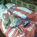 Подробнее об объявлении «Пропала собака Реутов» Фото: пропала собака Стаффордширский бультерьер «Пропала собака Реутов» в г. Реутов