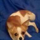 Подробнее об объявлении «Пропала собака Санкт-Петербург» Фото: пропала собака  «Пропала собака Санкт-Петербург» в г. Санкт-Петербург